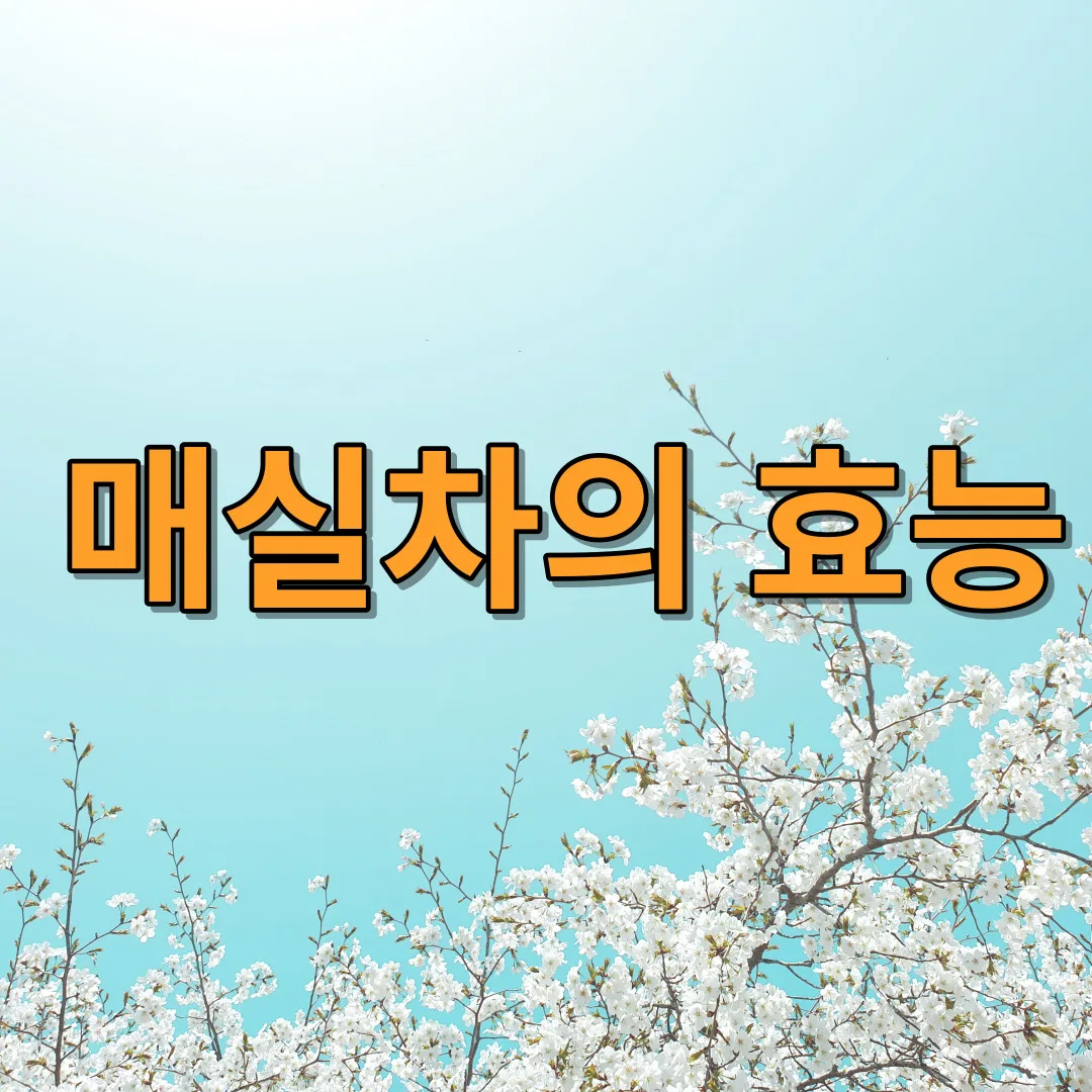 매실차의 효능과 매실차에 대해 알아보기