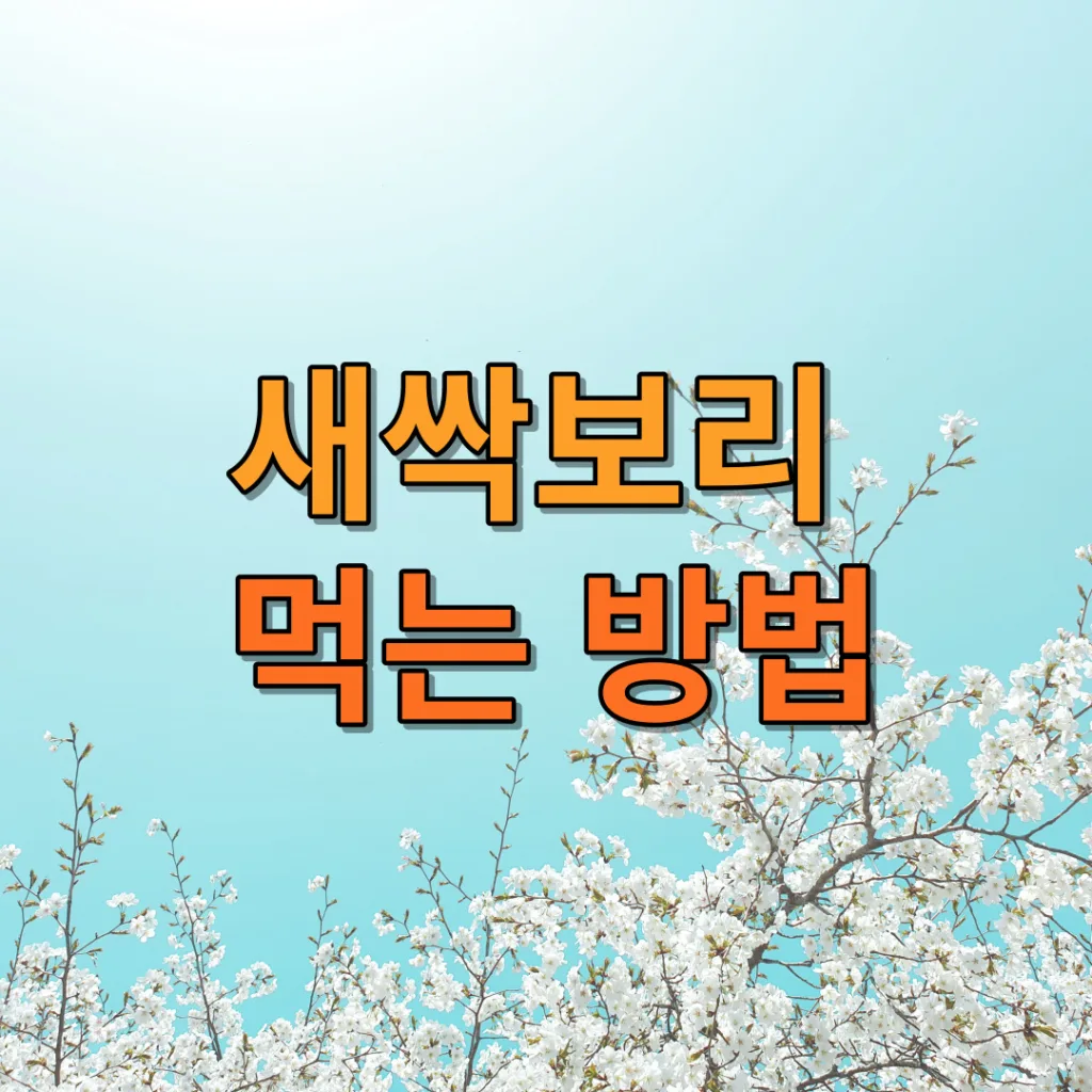 새싹보리